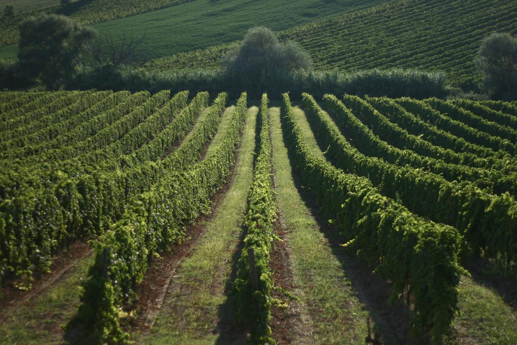 Agriturismo Le Vigne Del Conero Анкона Экстерьер фото